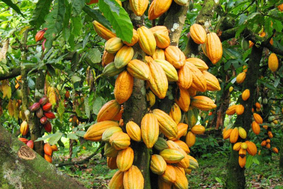 Terroir e o Chocolate
